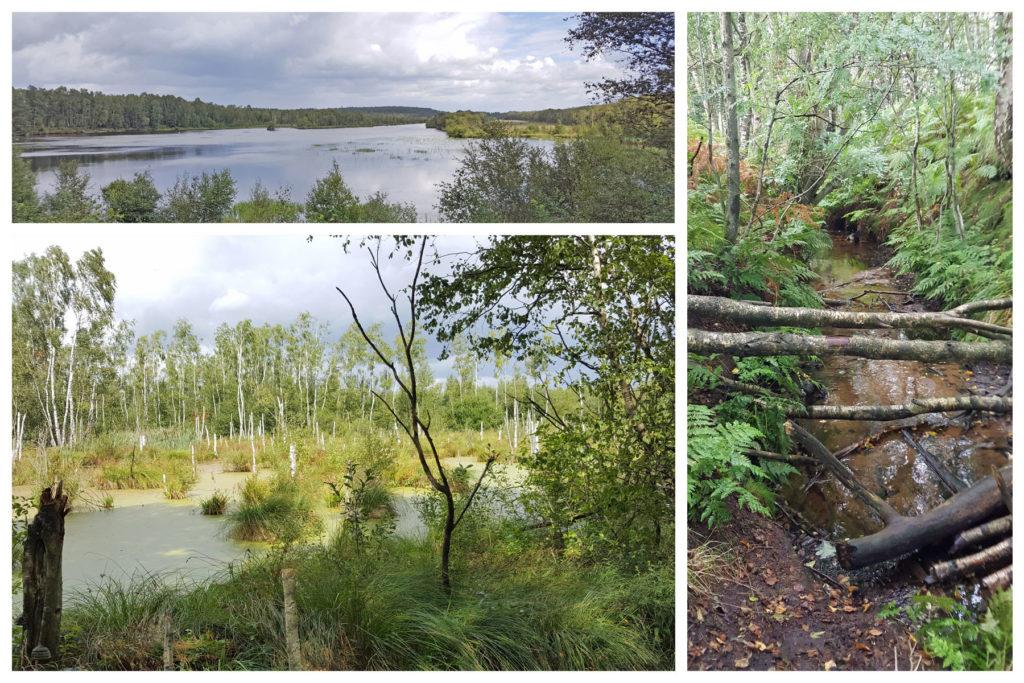 Die Prinzeninsel und das Langloh Moor- Gastbeiträge von Nicole Kemmerich und Melanie Haak - Bild