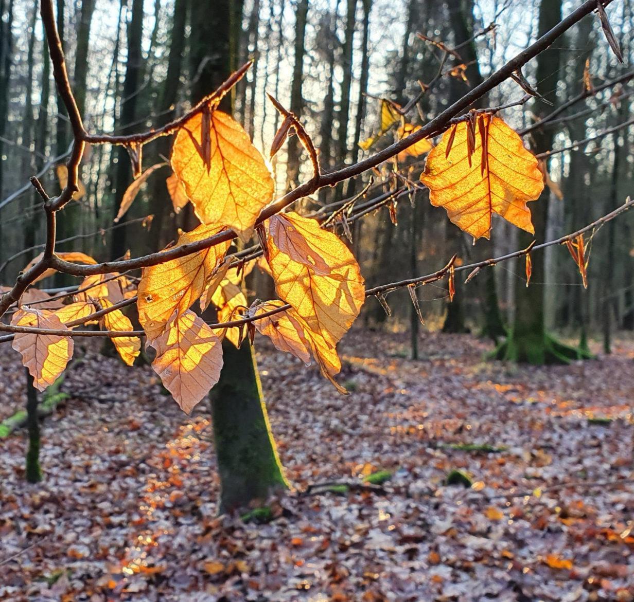 Karfreitag im Ruheforst Hartenholm - Bild